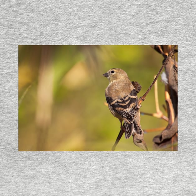 Goldfinch by EugeJ